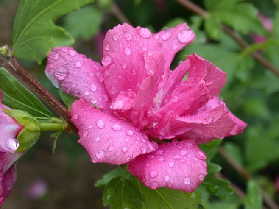 "Rose of Sharon" flower