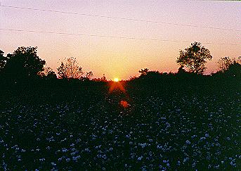 Sunset over cotton field