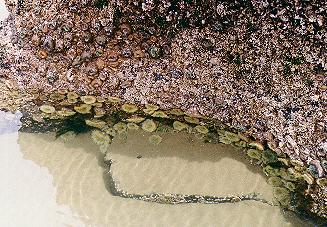 Anemones
