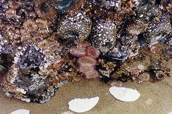 Anemones