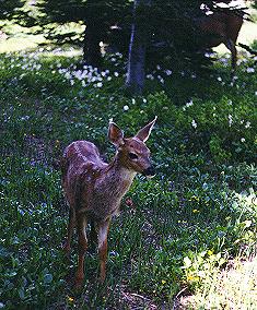 Deer fawn