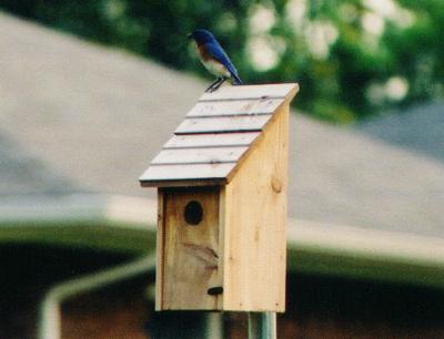 Male bluebird, side view