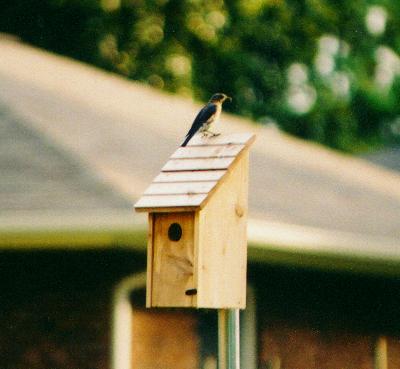 Female blue bird