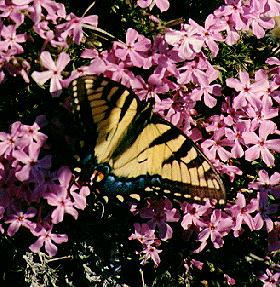Butterfly