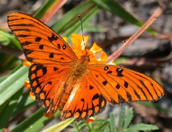 Butterfly