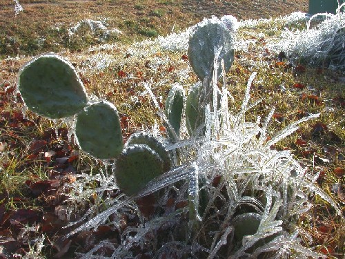 Ice Cactus