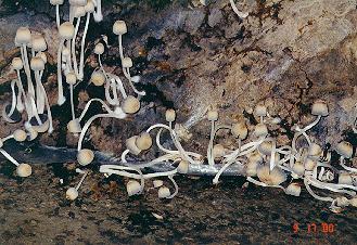 Mushrooms in cavern