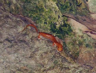 Salamander