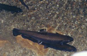 Blind trout