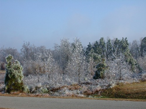 Crystal Forest