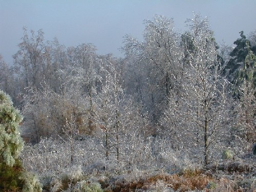 Crystal Forest 2