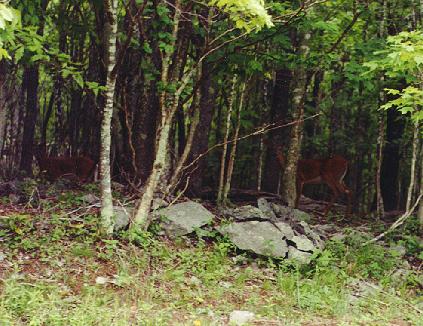 deers