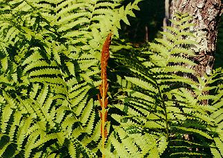 fern