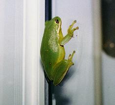 Green frog