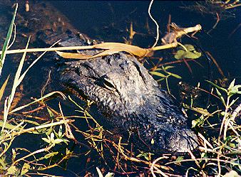 Alligator