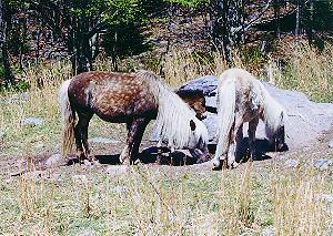 Grayson ponies