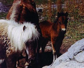 Grayson ponies