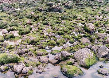 Green moss at the base of Haystack rock