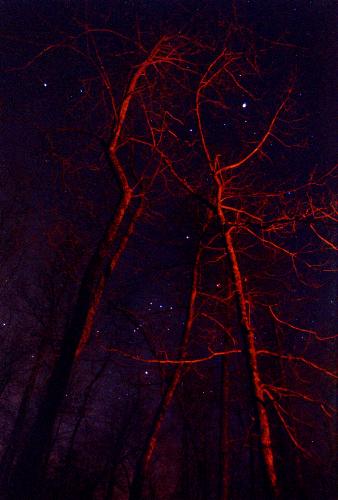 Orion through the trees