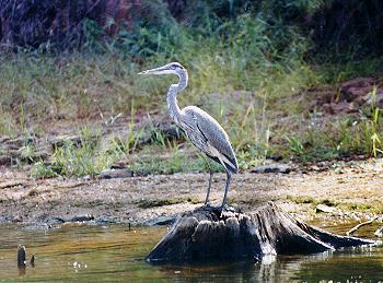 Blue Heron