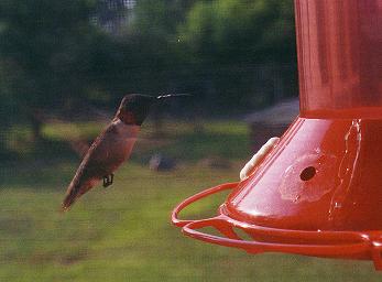 Humming bird in flight