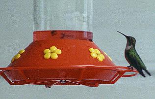 Humming bird on feeder
