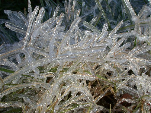 Ice Grass