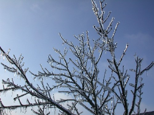 Ice Tree