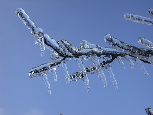 Ice Tree 2