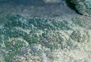 Cave floor formations in Linville Caverns