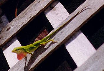 Green lizard