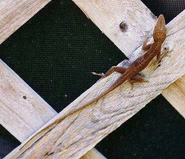 Brown colored lizard