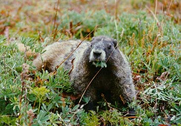 Marmot