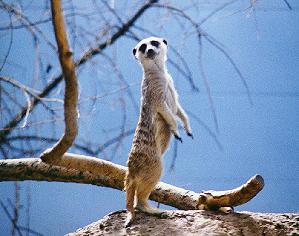 Meerkat