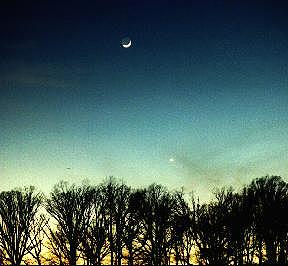 Moon and Venus above the trees
