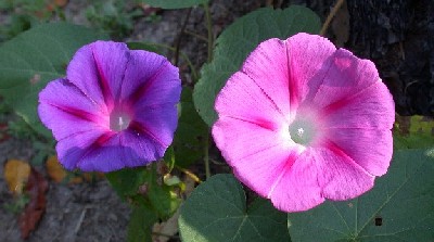 Morning Glory