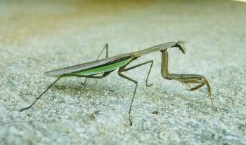 Praying Mantis