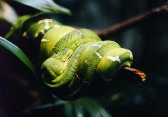 Python