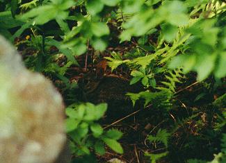 rabbit