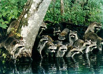 Raccoons!