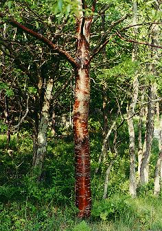 tree with red bark