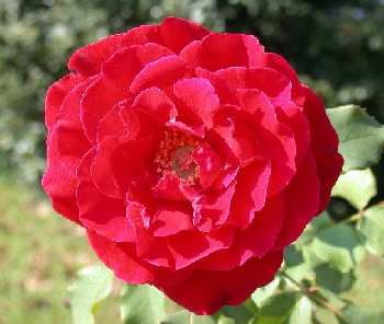 Red Rose