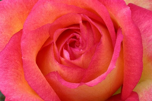 Inside a rose