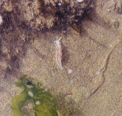 sea slug?