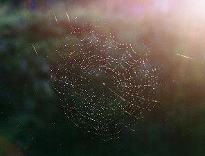 Spiderweb
