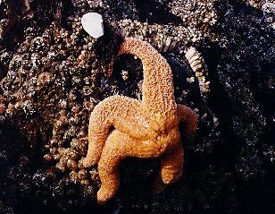 Starfish