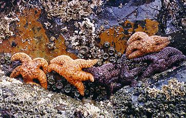 Starfish cluster