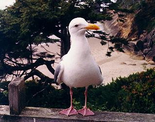 Seagull at Oregon cabin