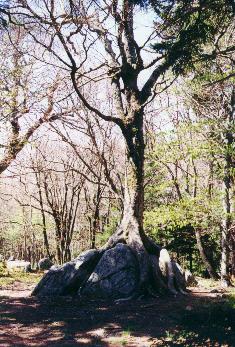 Tree on rock