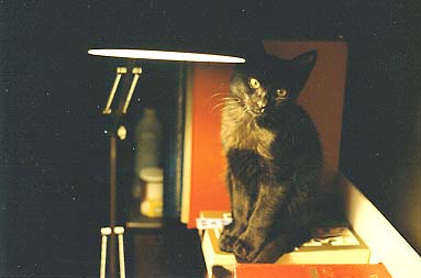 Velcro the cat